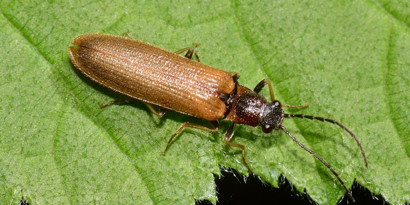 Elateridae: Denticollis sp.?  No, Campylomorphus homalisinus